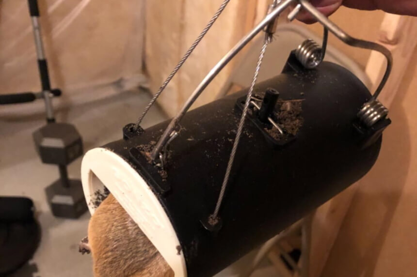 6 Best Gopher Traps - No One Will Escape!