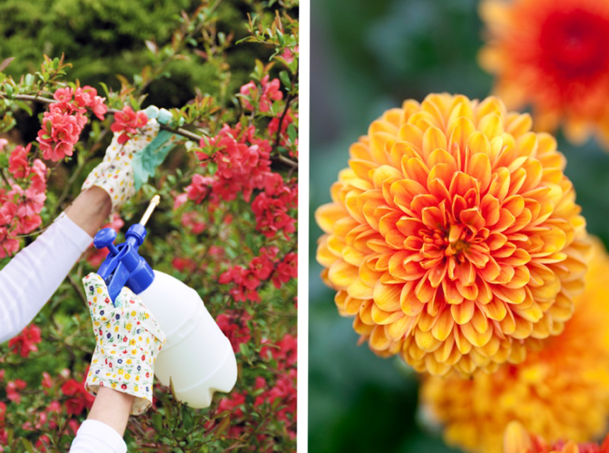 7 Best Outdoor Spider Sprays to Keep Your Home Safe