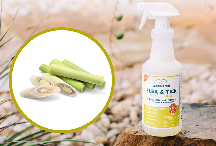 5 Best Flea Killers for Carpet That Will Protect You, Your Pet, and Your Home
