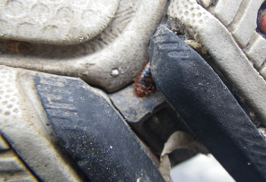 How to Get Rid of Bed Bugs in Shoes? 7 Most Effective Ways