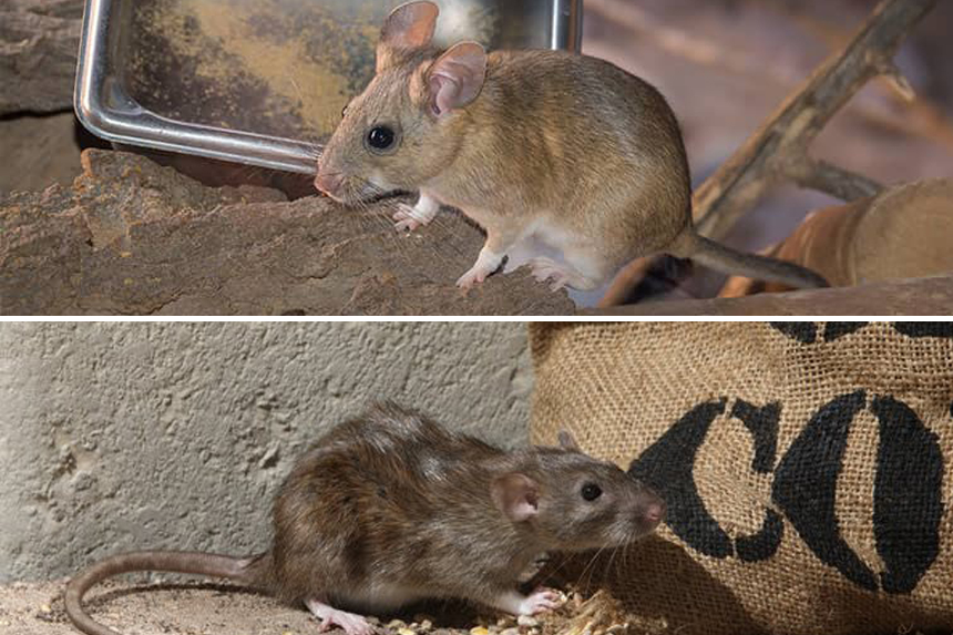 Best Baits for Pack Rat Traps and Everything You Need to Know to Get Rid of Pack Rats