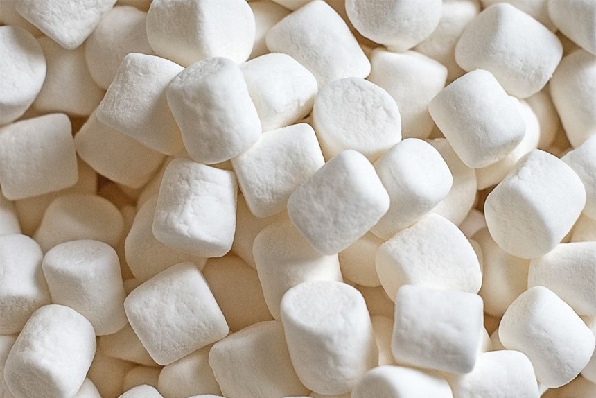 Best Baits for a Humane Mouse Trap: 8 Most Effective Options