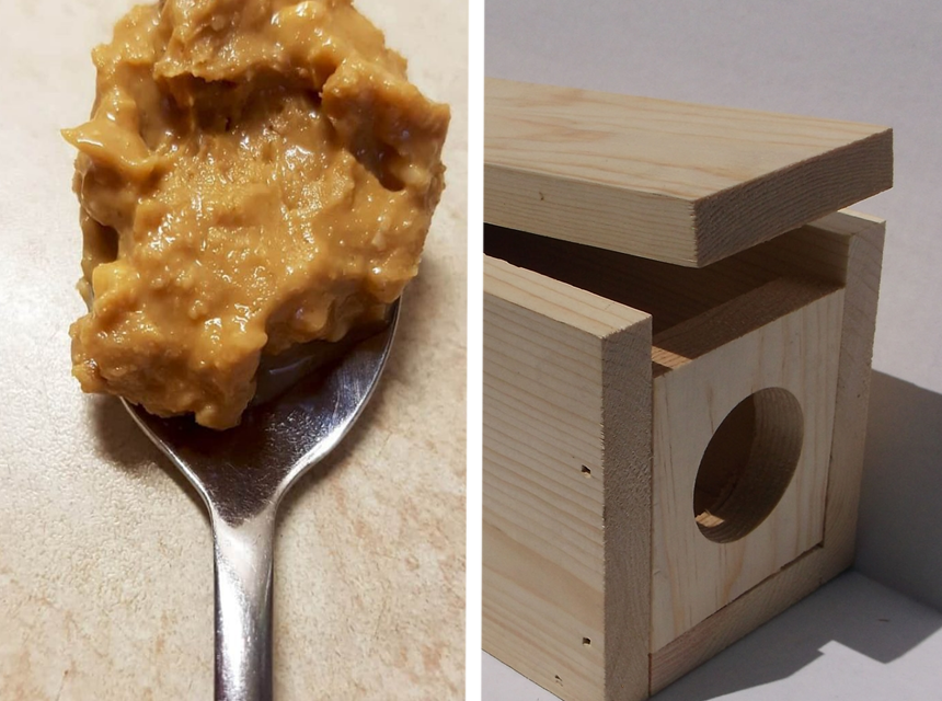 5 Best Vole Poisons to Protect Your Yard