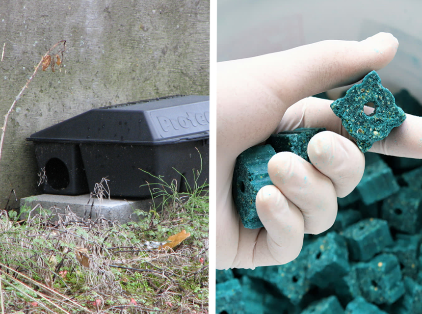 5 Best Vole Poisons to Protect Your Yard