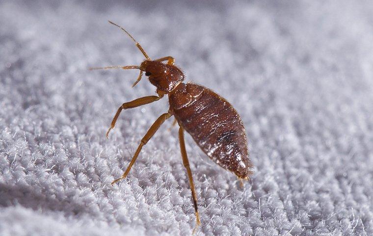 How Long Can Bed Bugs Live in an Empty House? Let's Find Out!