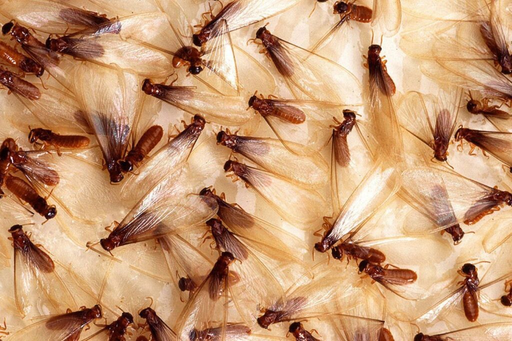 How to Get Rid of Drywood Termites in Your Home and Yard