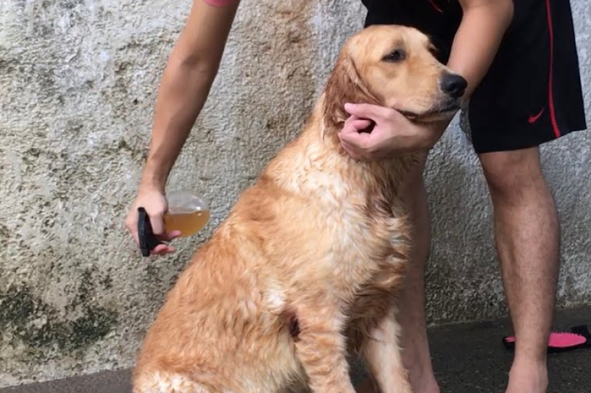 How to Get Rid of Fleas Naturally with Vinegar