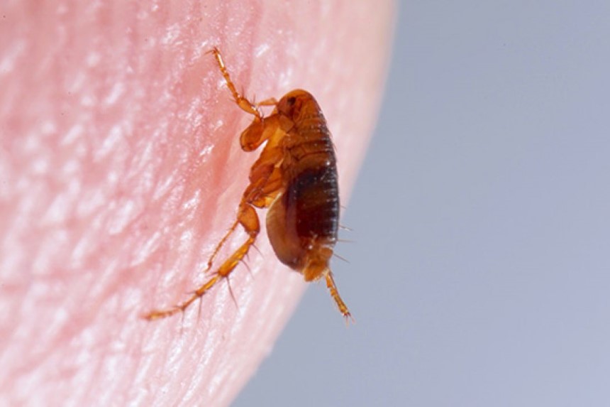 How to Get Rid of Fleas in the House Forever