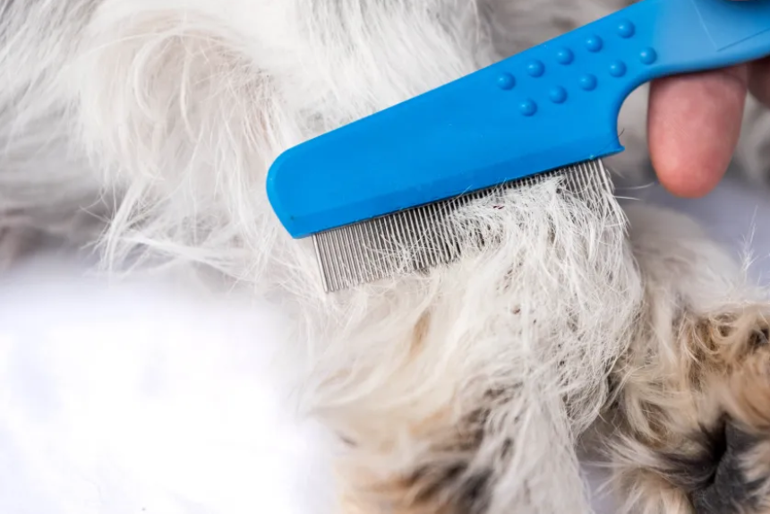 How to Get Rid of Fleas in the House Forever