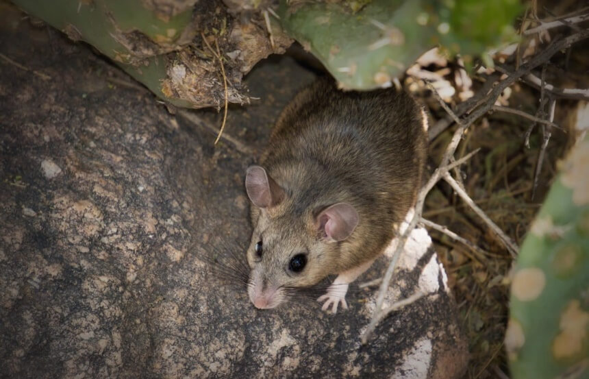 How to Get Rid of Pack Rats: Best Solutions