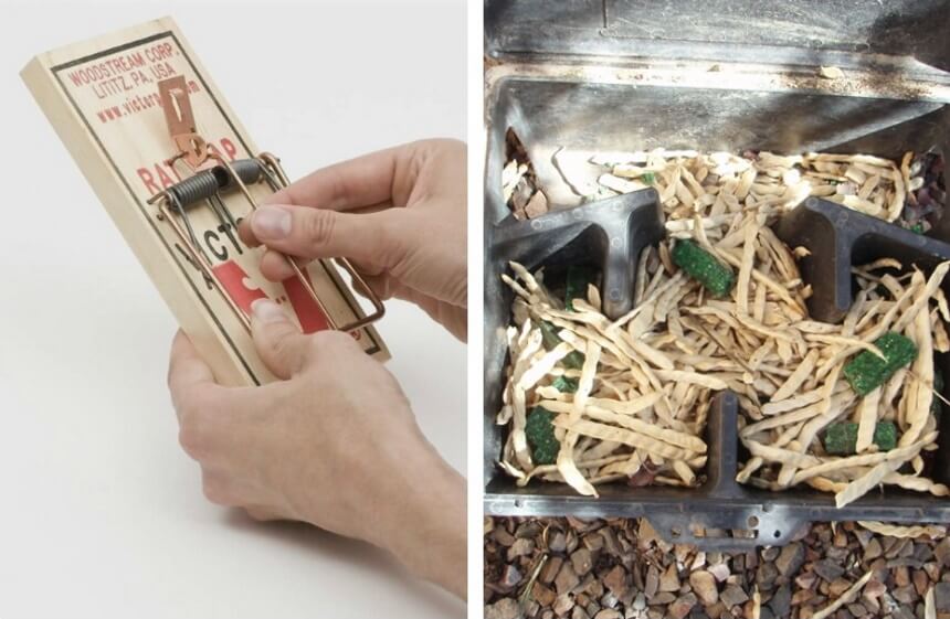 How to Get Rid of Pack Rats: Best Solutions