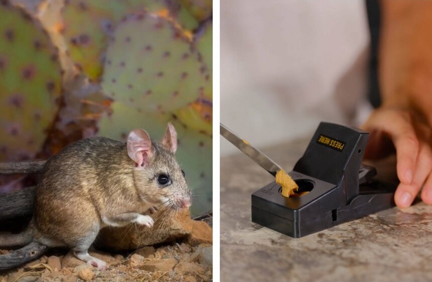 How to Get Rid of Pack Rats: Best Solutions