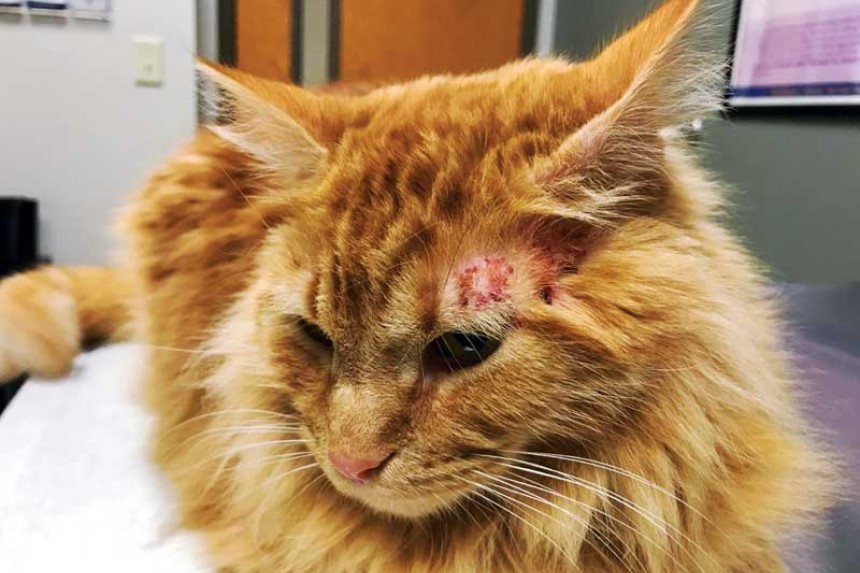 How to Tell If Your Cat Has Fleas? Complete Guide to Cat Flea Infestation and How to Deal With It