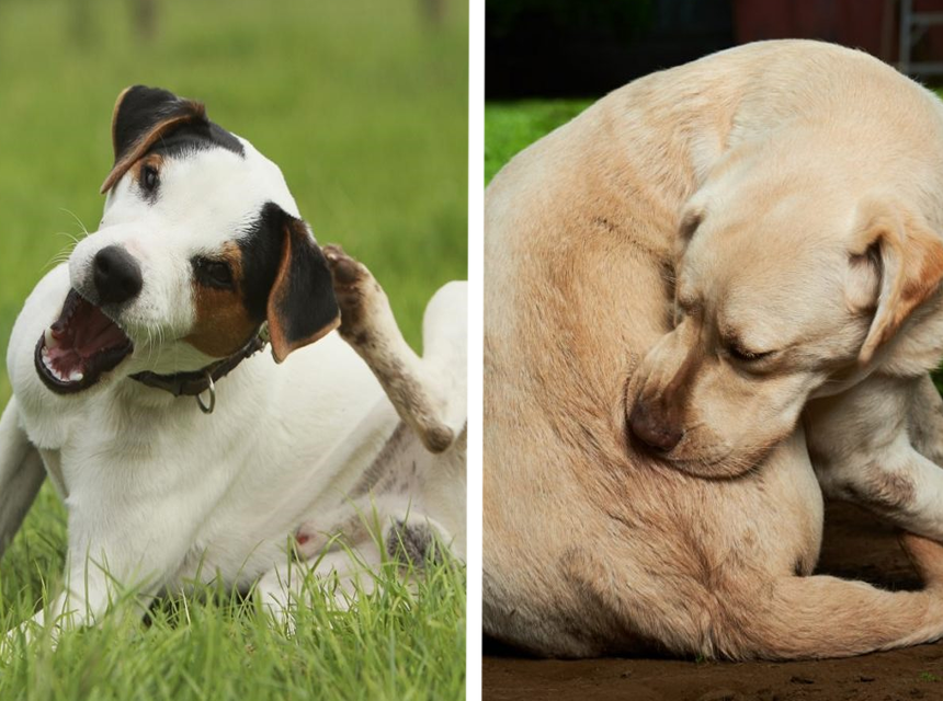 How to Use Salt to Kill Fleas, and Does It Really Help?