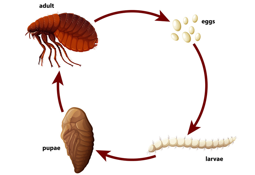 5 Best Flea Killers for Carpet That Will Protect You, Your Pet, and Your Home