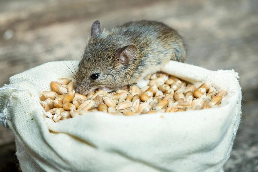 What Food is Irresistible to Mice: Preparing the Perfect Bait