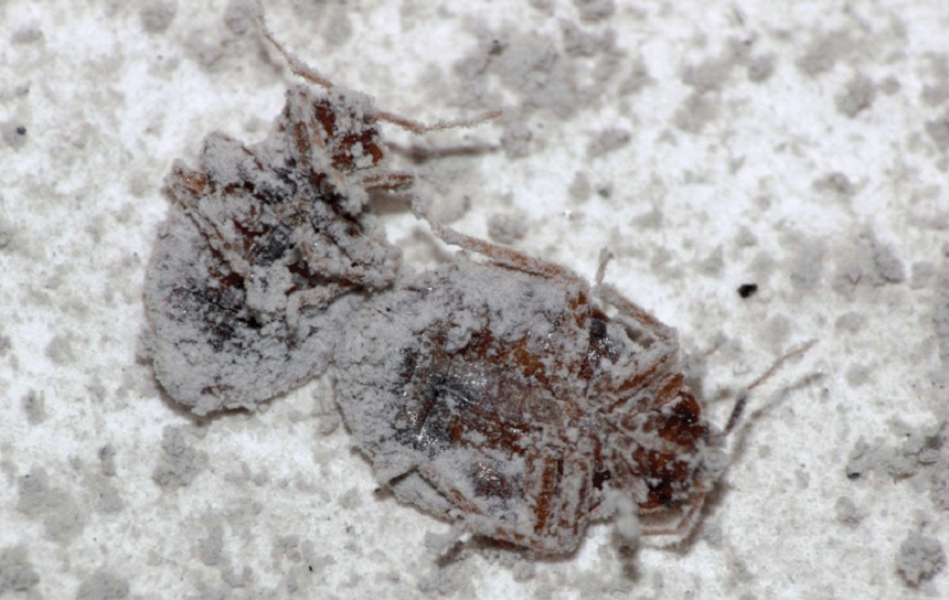 How to Get Rid of Bed Bugs in Shoes? 7 Most Effective Ways