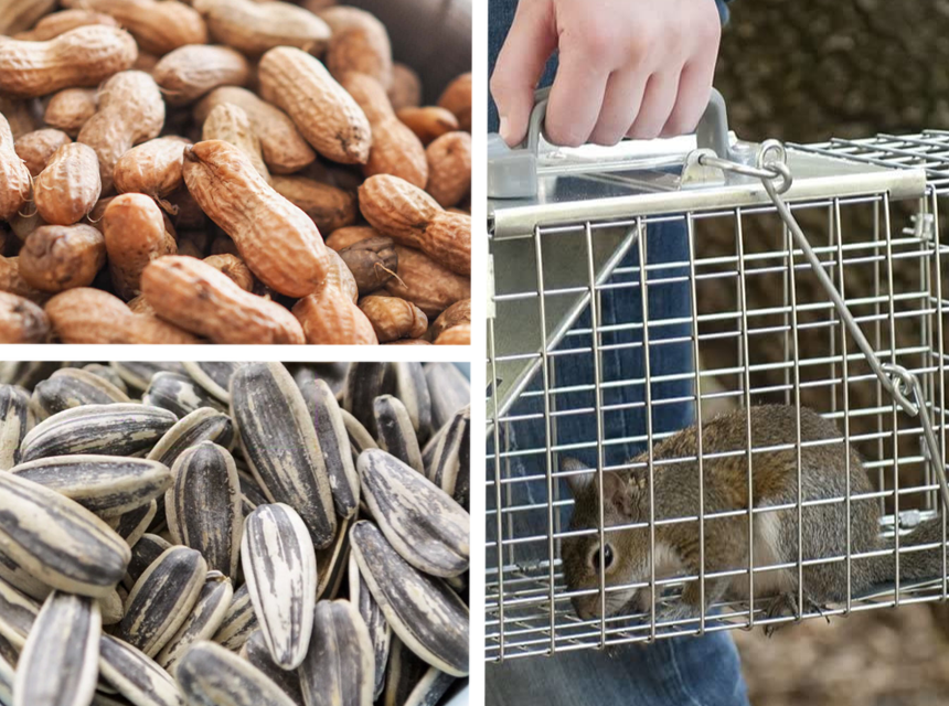 6 Best Squirrel Traps That Will Keep Them Away from Your Property