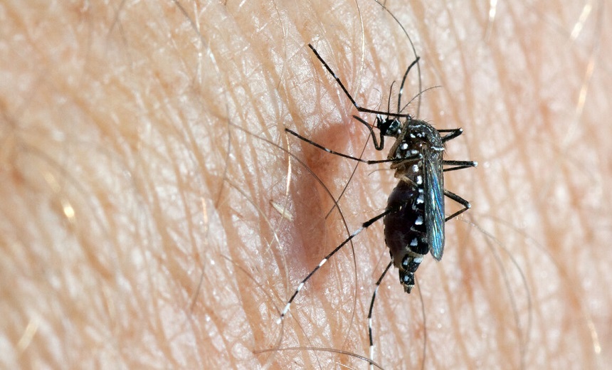 When Are Mosquitoes Most Active? Get Prepared for Mosquito Season!