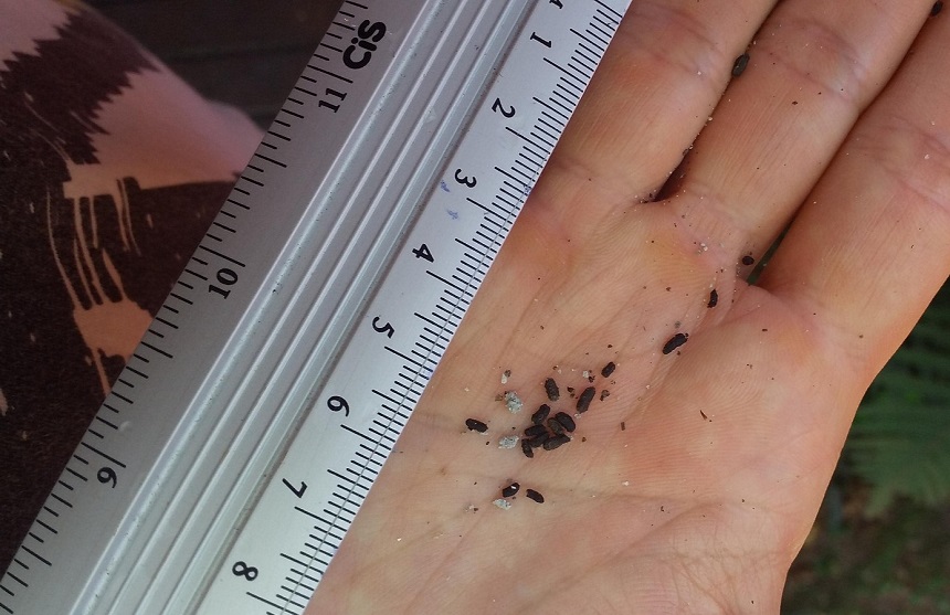 What Does Roach Poop Look Like?