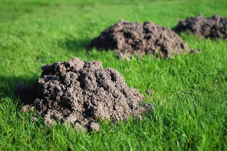 6 Best Mole Killers: Make the Moles Go Away