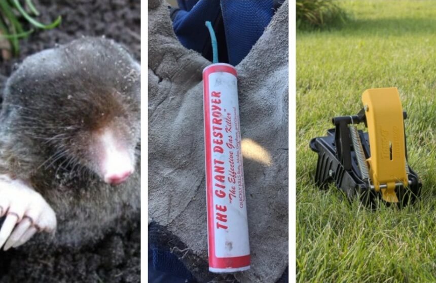 6 Best Mole Killers: Make the Moles Go Away