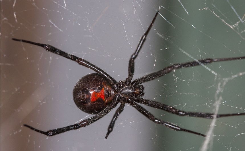 How Long Do Spiders Live? Here's the Answer!