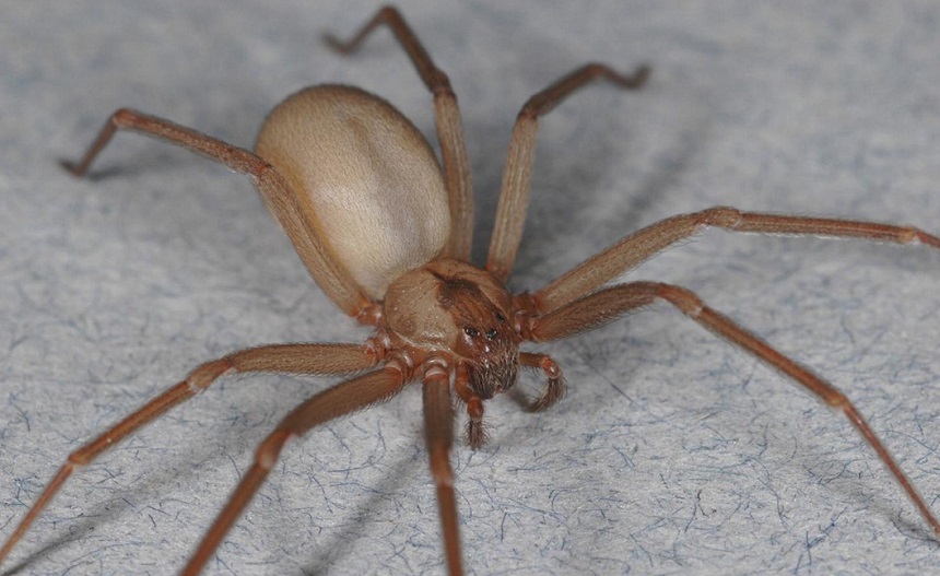 How Long Do Spiders Live? Here's the Answer!