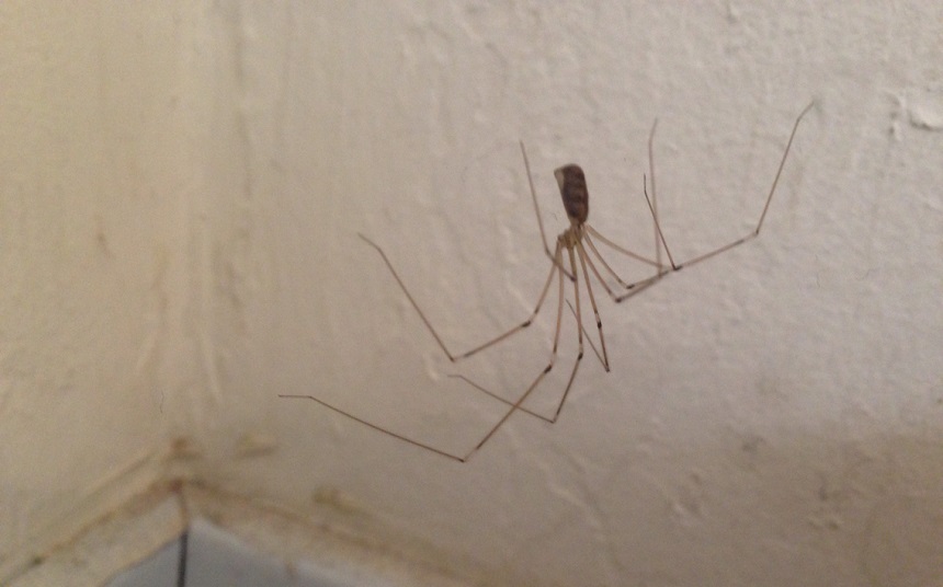 How Long Do Spiders Live? Here's the Answer!