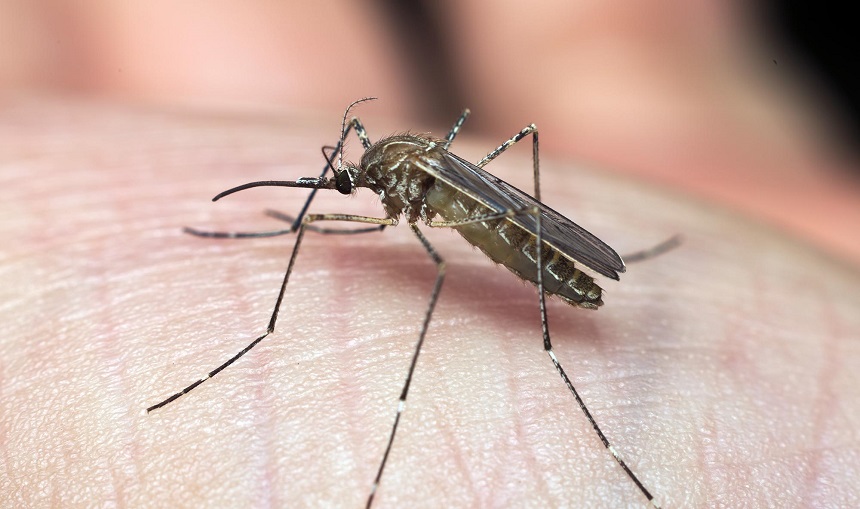When Are Mosquitoes Most Active? Get Prepared for Mosquito Season!