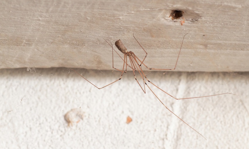 How Long Do Spiders Live? Here's the Answer!