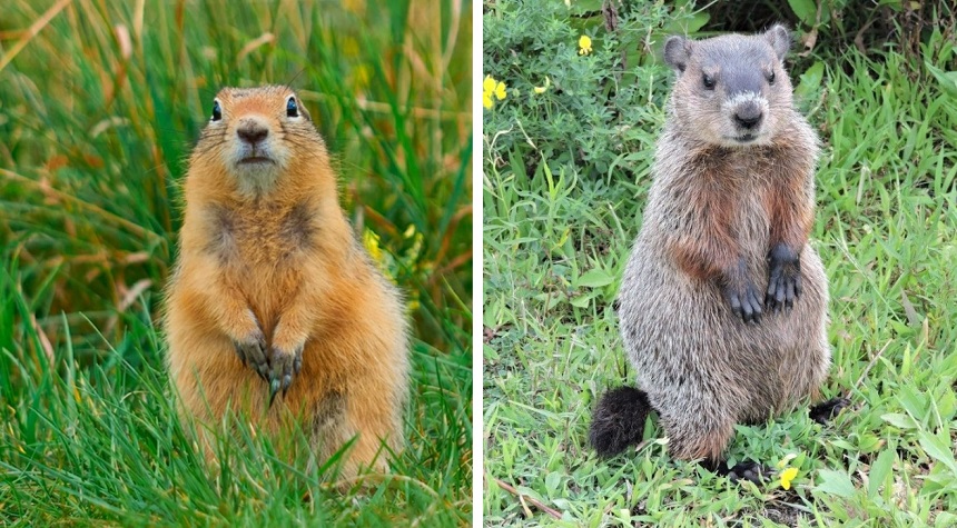 How to Get Rid of Gophers - Say Goodbye to the Annoying Rodents!