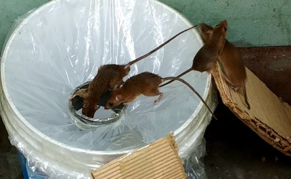 Homemade Rat Traps: DIY Guide