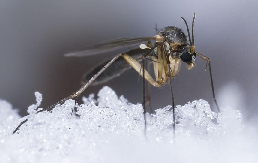 At What Temperature Do Mosquitoes Die? Know About Insect-Free Time