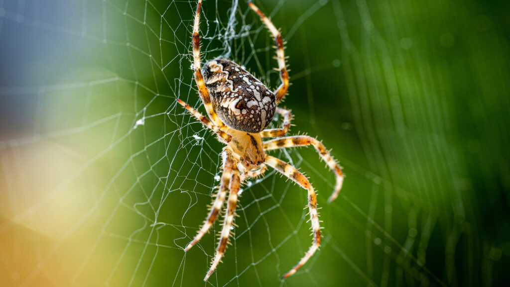 How Do Spiders Communicate? Everything You Wanted to Know!