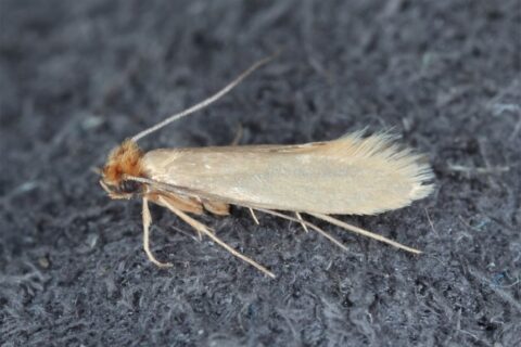 How Long Does a Moth Live? Average Lifespan and Life Cycle