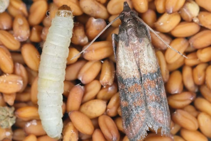 How Long Does a Moth Live?