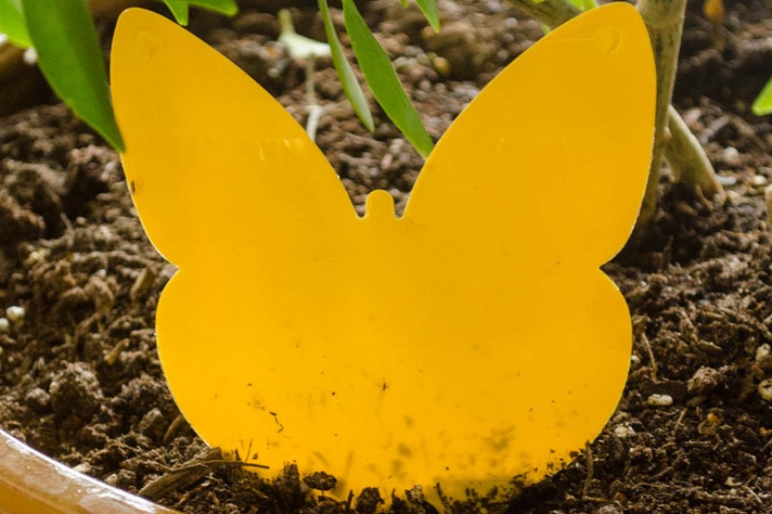 How Long Does a Moth Live?