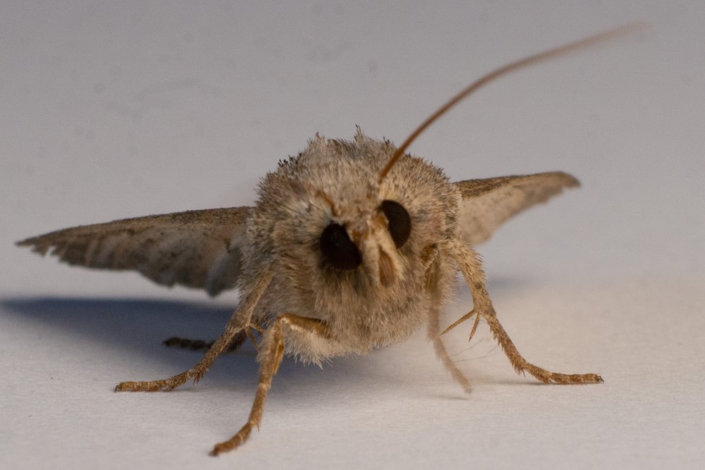 How Long Does a Moth Live?