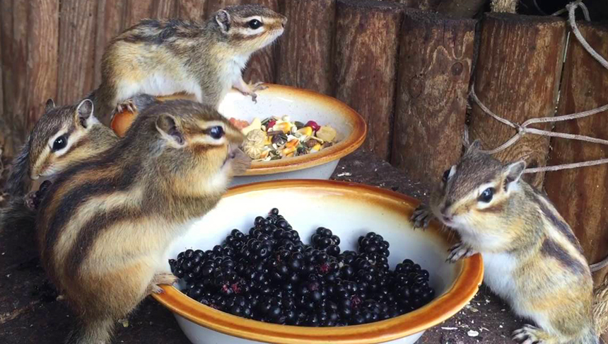 What Do Chipmunks Eat: Feeding, Care & Diet