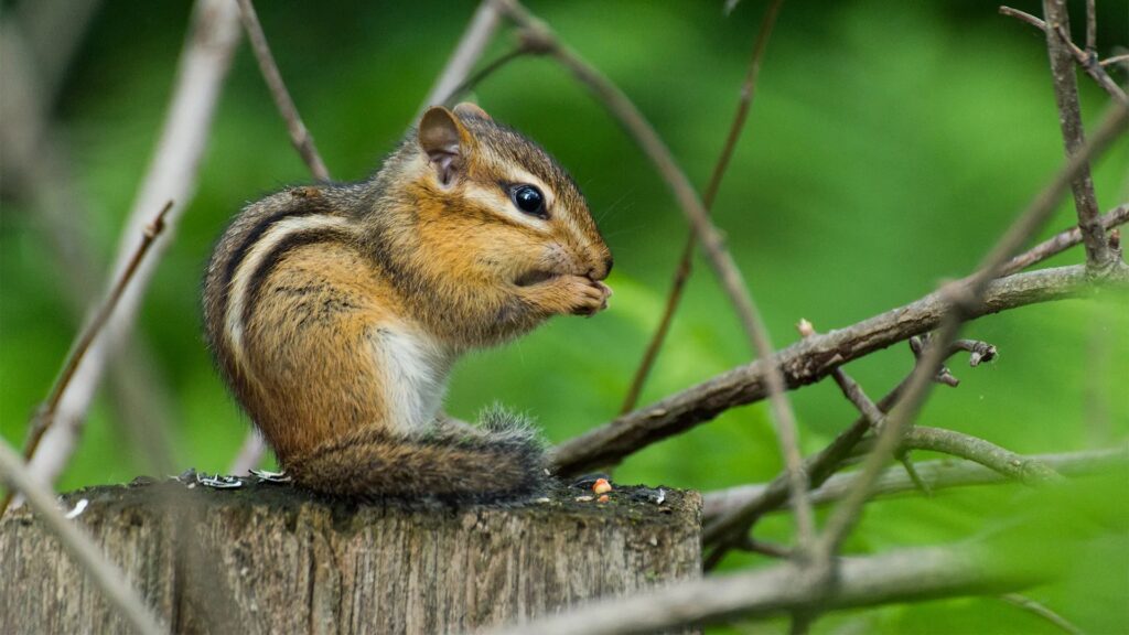 How to Get Rid of Chipmunks in Your Yard and Prevent Them from Returning