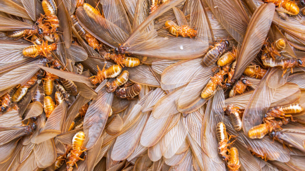 How to Identify and Get Rid of Flying Termites