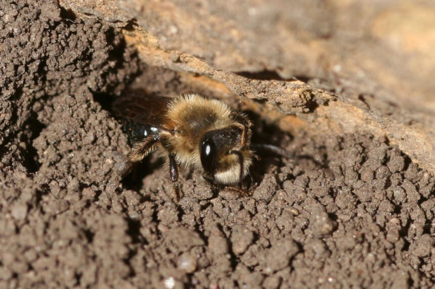 How to Get Rid of Ground Bees: Your Complete Guide