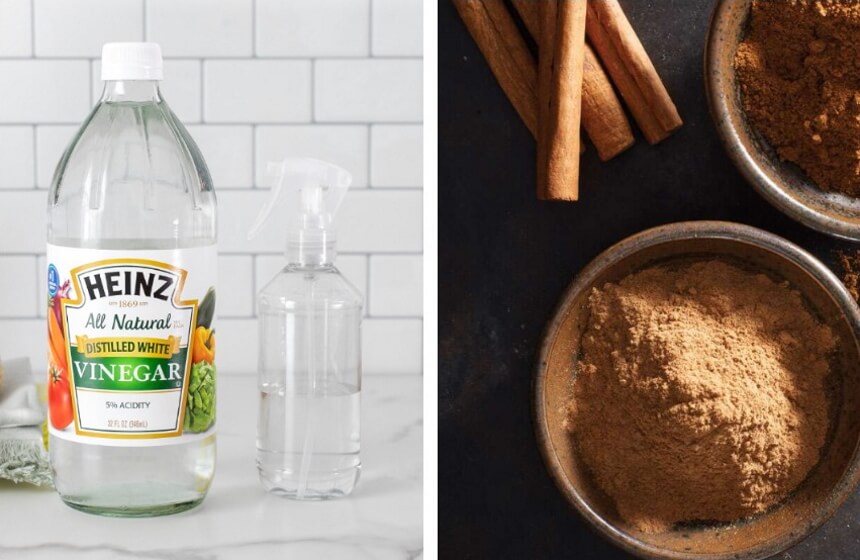 How to Get Rid of Ground Bees: Your Complete Guide