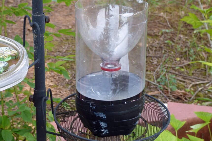 How to Get Rid of Ground Bees: Your Complete Guide