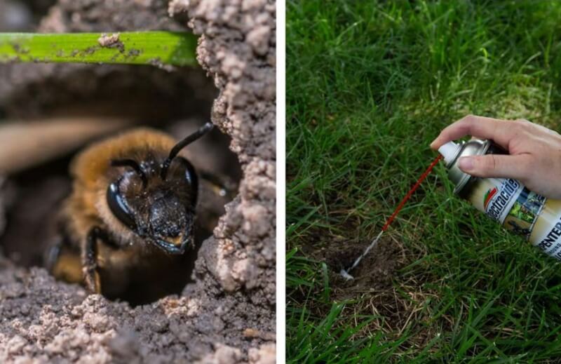 How to Get Rid of Ground Bees: Your Complete Guide