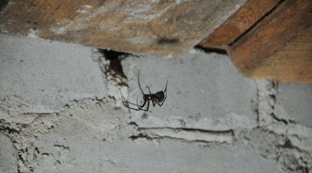 How to Get Rid of Spiders in Basement: 7 Proven Ways