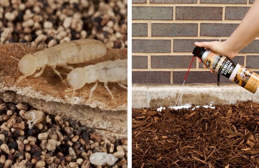 How to Get Rid of Termites without Tenting: All Possible Methods