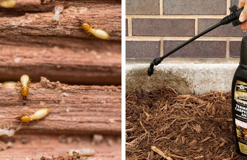 How to Get Rid of Termites without Tenting: All Possible Methods