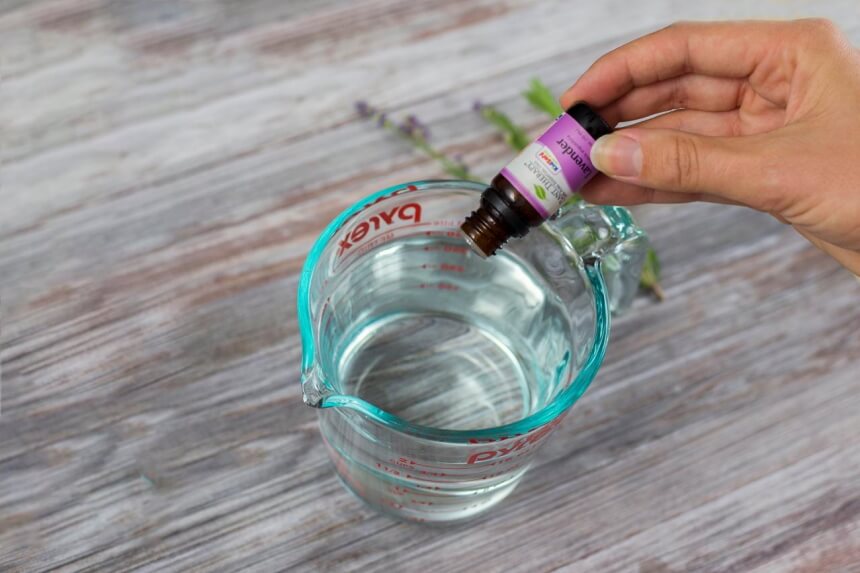 How to Get Spiders Out of Your Car: Useful Tips for Your Vehicle